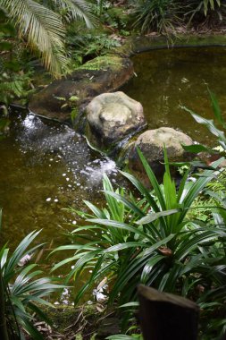 Orman tropik şelale