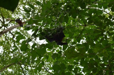 Ağaçtaki siyah yarasanın yakın plan fotoğrafı.