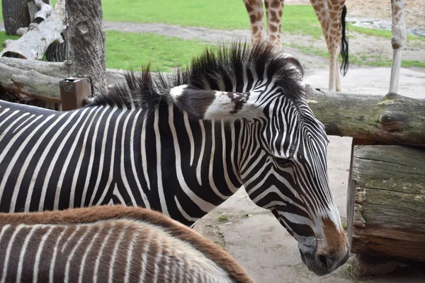 zebra animal in the zoo