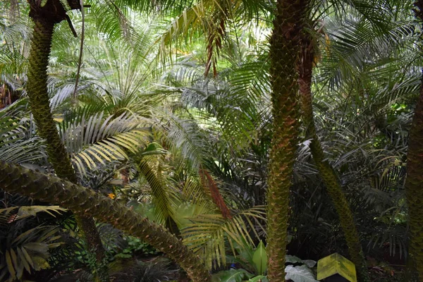 Зеленые Тропические Листья Природа Флора — стоковое фото