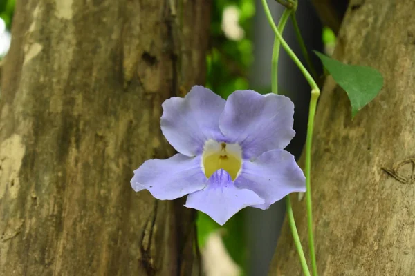Violette Orchideenblume Mit Grünen Blättern — Stockfoto