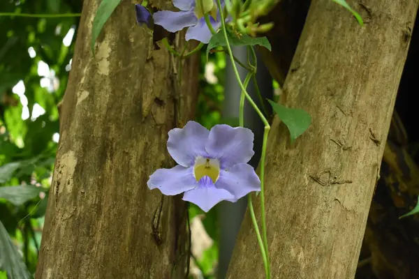 Bela Orquídea Roxa Jardim — Fotografia de Stock