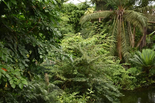 tropical jungle in germany. tropical island with trees and bushes in the jungle.