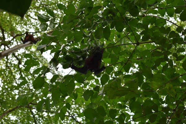 a closeup shot of a tree in the forest with bat