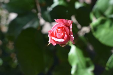 Bahçedeki güzel pembe güller