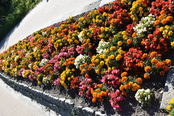 Барвисті Красиві Квіти Парку — стокове фото