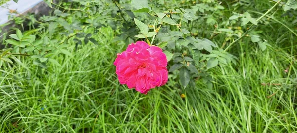 Червона Троянда Саду — стокове фото