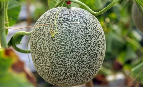 Enge Ansicht Der Grünen Reifen Melone — Stockfoto