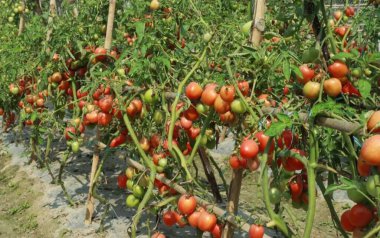 Seradaki domatesler
