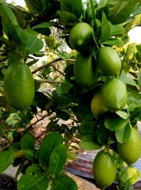 yeşil yapraklar, bitkiler ve yapraklar