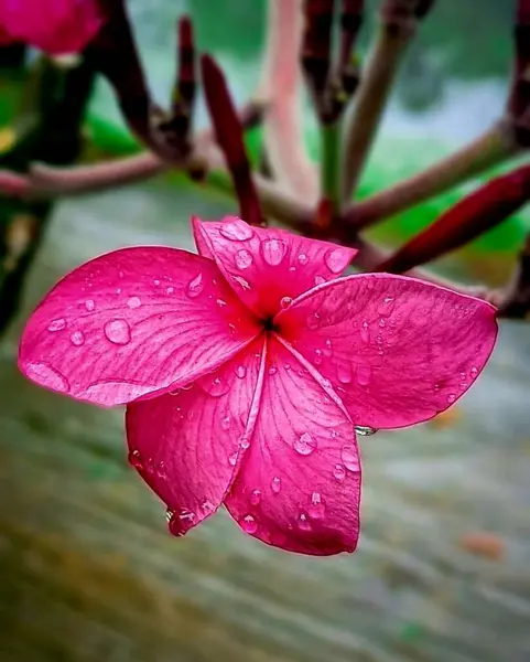 Schöne Rosa Orchideenblume Mit Einem Blatt — Stockfoto
