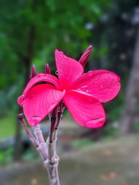 Nahaufnahme Der Blume Der Natur — Stockfoto