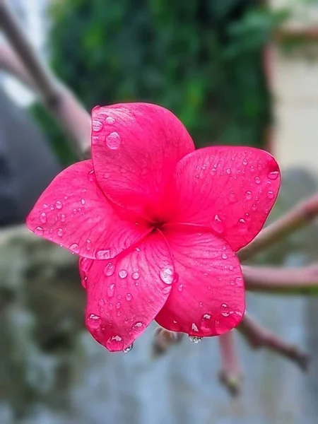 Schöne Rote Blume Garten — Stockfoto