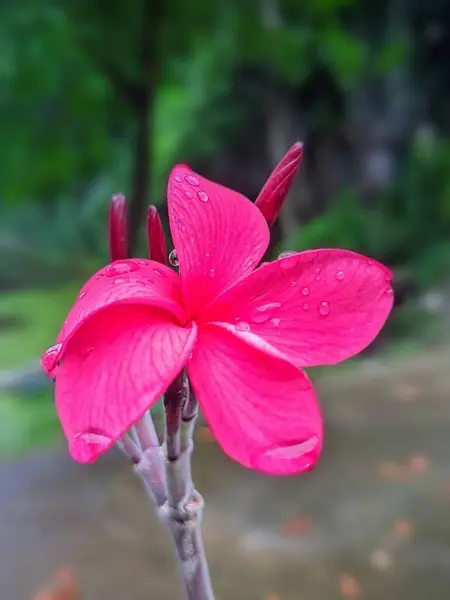 Schöne Rosa Blume Garten — Stockfoto