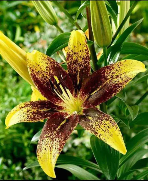 Krásná Žlutá Lilie Květ — Stock fotografie