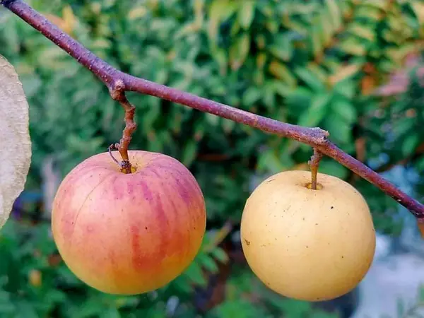 Bahçedeki Bir Dalda Olgun Kırmızı Elmalar — Stok fotoğraf