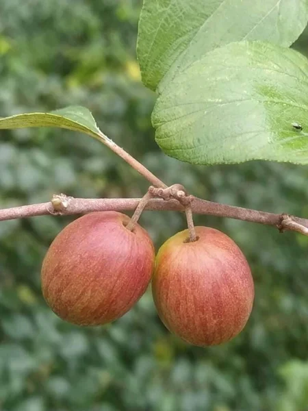 Красная Яблоня Саду — стоковое фото