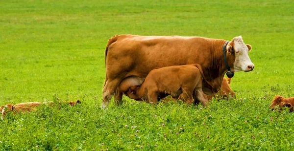 Коровы Пасутся Зеленом Пастбище — стоковое фото