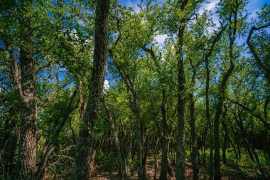 Yeşil orman ve bulutlarla dolu güzel dağ manzarası