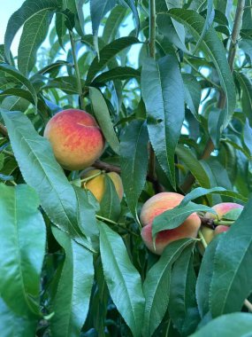 Olgun şeftaliler ağaçta