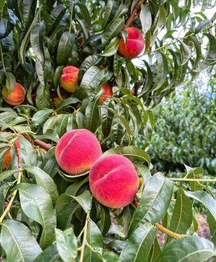 Bahçedeki ağaçta olgun şeftaliler
