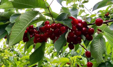 Olgun kiraz ağacı meyveleri