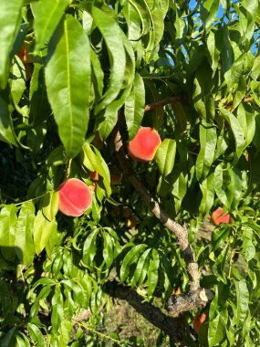 Dalın üzerinde olgun kırmızı nar.