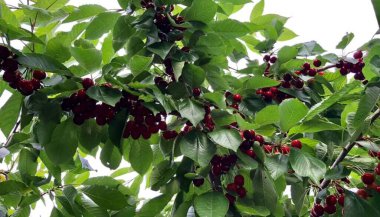 Olgun kirazlar ağaçta