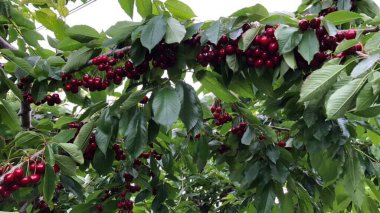 Ağaçtaki kırmızı ve beyaz kirazlar