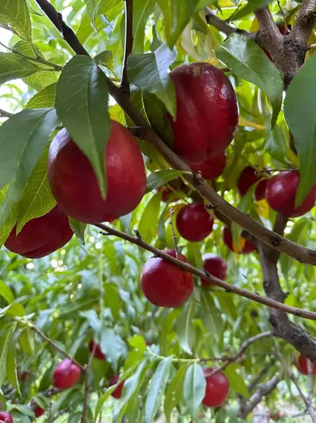 Las Manzanas Rojas Maduras Rama Del Árbol — Foto de Stock