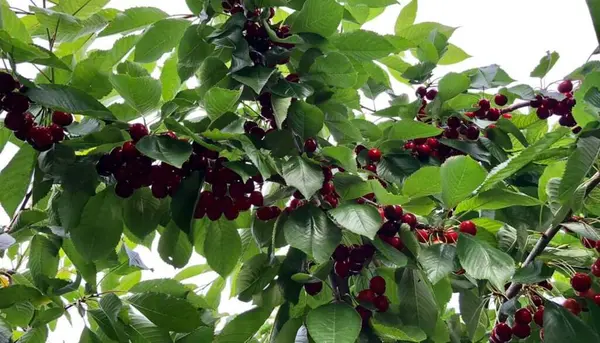 Olgun kirazlar ağaçta