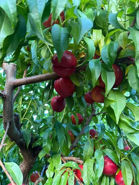 Manzanas Rojas Árbol — Foto de Stock