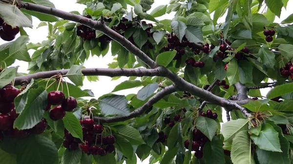 Olgun kırmızı elmalar ağaçta