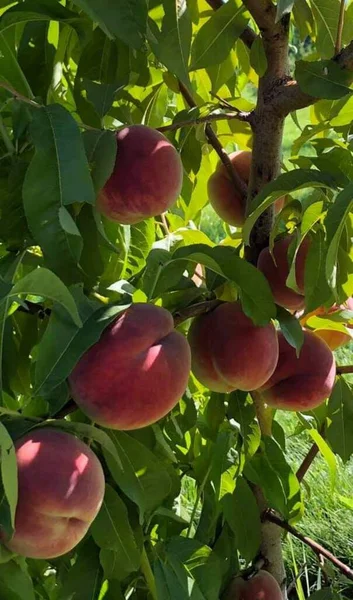 Manzanas Maduras Árbol Jardín — Foto de Stock