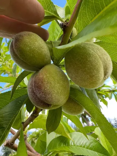 Manzanas Verdes Maduras Árbol — Foto de Stock