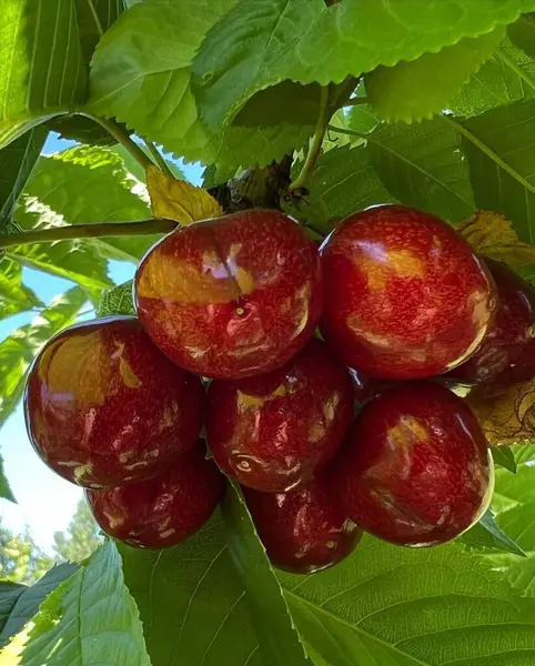 Manzanas Rojas Una Rama Árbol Jardín — Foto de Stock
