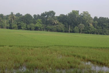 Köydeki pirinç tarlaları.