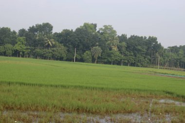 Kırsaldaki pirinç tarlaları