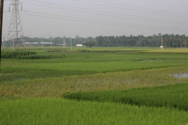 pirinç tarlası ve çeltik