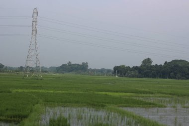 Çeltik kırsal kesimde