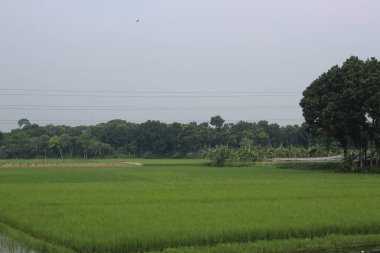 Arkasında ağaç olan yeşil pirinç tarlası