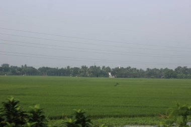 Yeşil çeltik tarlası, kırsal alan, doğa geçmişi