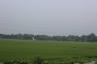 Tayland kırsalındaki pirinç tarlaları