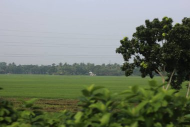 Kırsalda yeşil pirinç tarlası