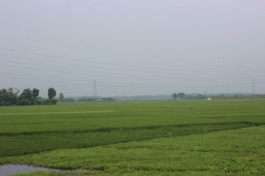 Kırsal bölgedeki güzel pirinç tarlaları