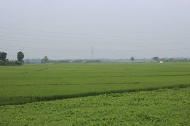 Güzel yeşil pirinç tarlası