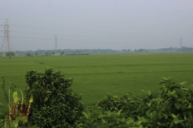 pirinç tarlası, sabah yeşil pirinç..