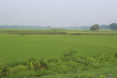 kırsal alanda yeşil pirinç