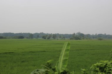 pirinç tarlasının yeşil tarlası