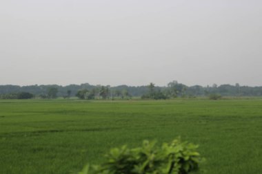 Pirinç tarlası ve gökyüzü olan manzara